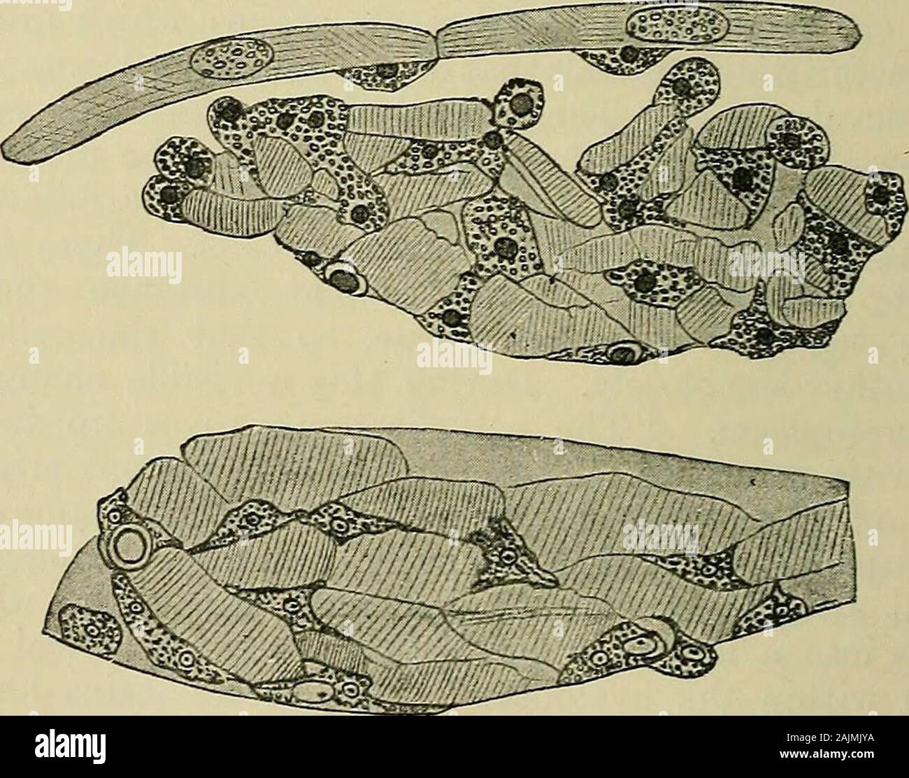 Fisiología general; un esbozo de la ciencia de la vida . Fig.  135.-Histolysis de fibras musculares en la cola de la larva de la^rana.  (Después Looss.) El isotrópico y el anisotrópico sustancias