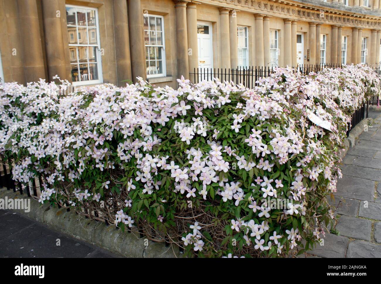 Flores En Bath, Inglaterra Foto de stock