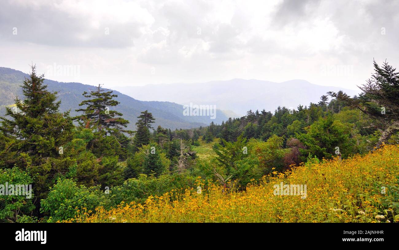 Flores silvestres y picea-bosque de pinsapos paisaje a lo largo de Blue Ridge Parkway en las Montañas Apalaches Foto de stock