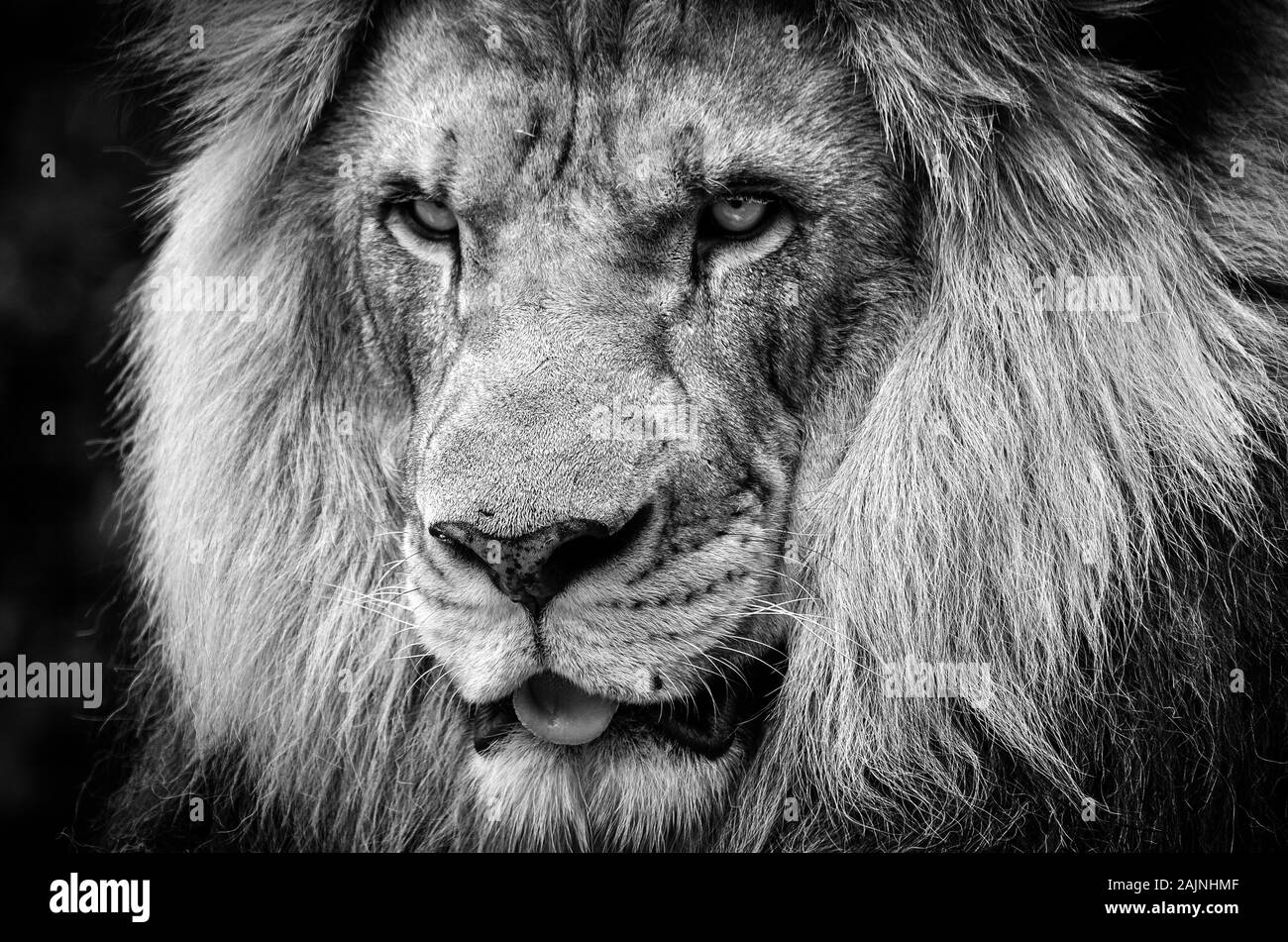 Mirada feroz de un poderoso león africano macho en blanco y negro Foto de stock