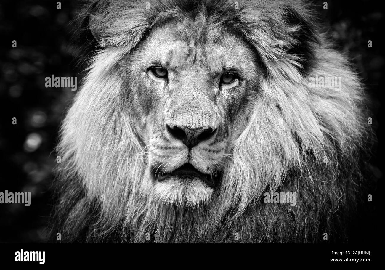 En blanco y negro de alto contraste de un león africano macho cara Foto de stock