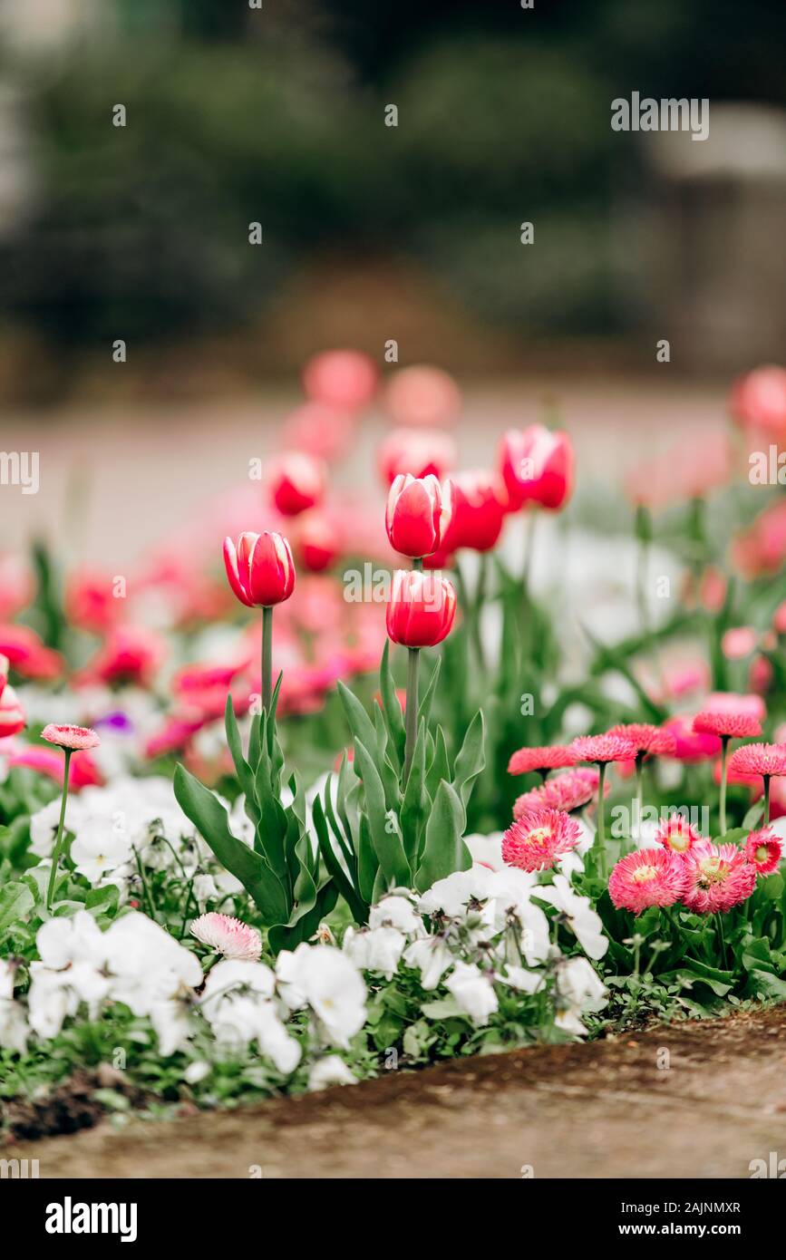 Fondo de pantalla de tulipanes fotografías e imágenes de alta resolución -  Alamy