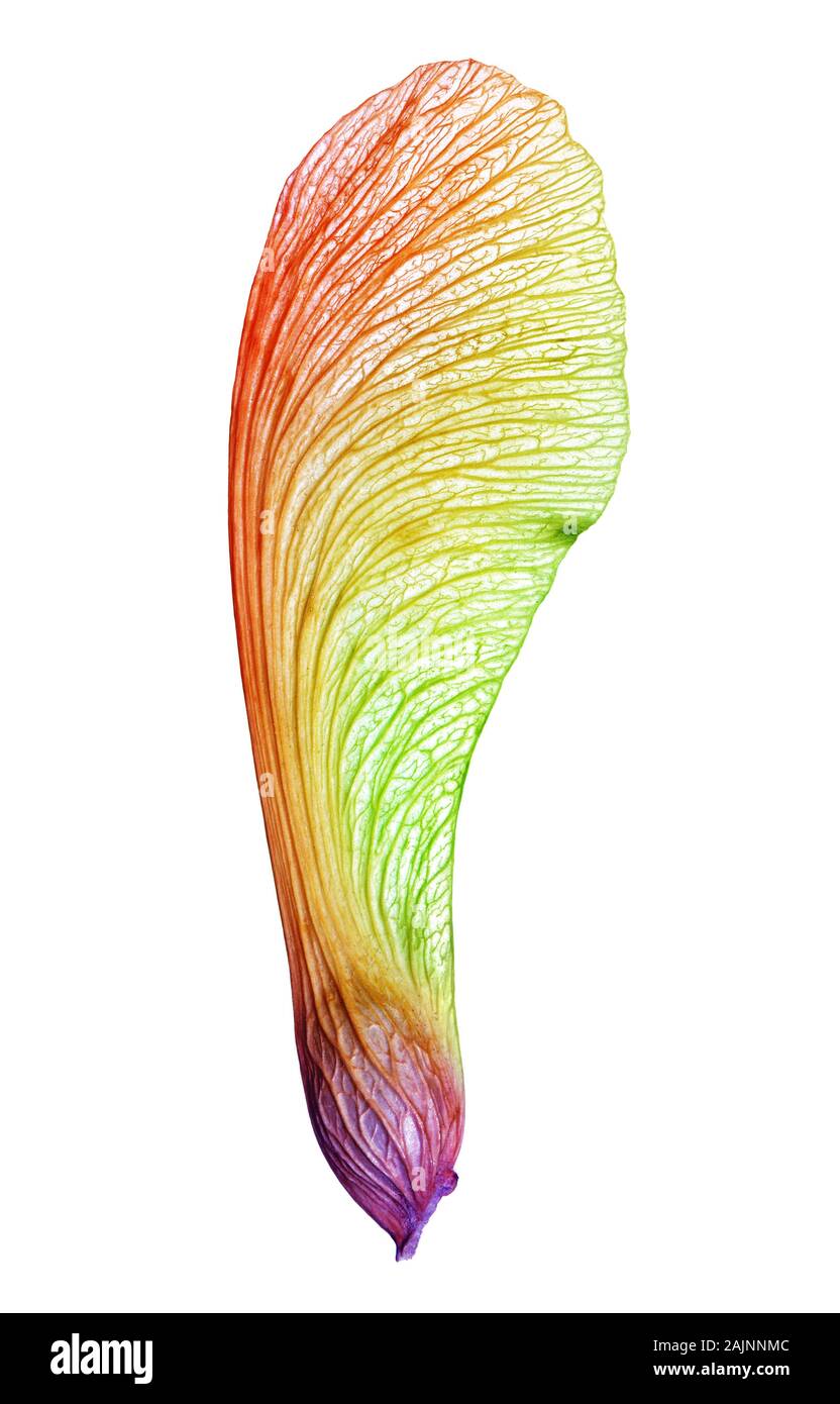 Bellos maple semilla iluminada por los colores del arco iris Foto de stock