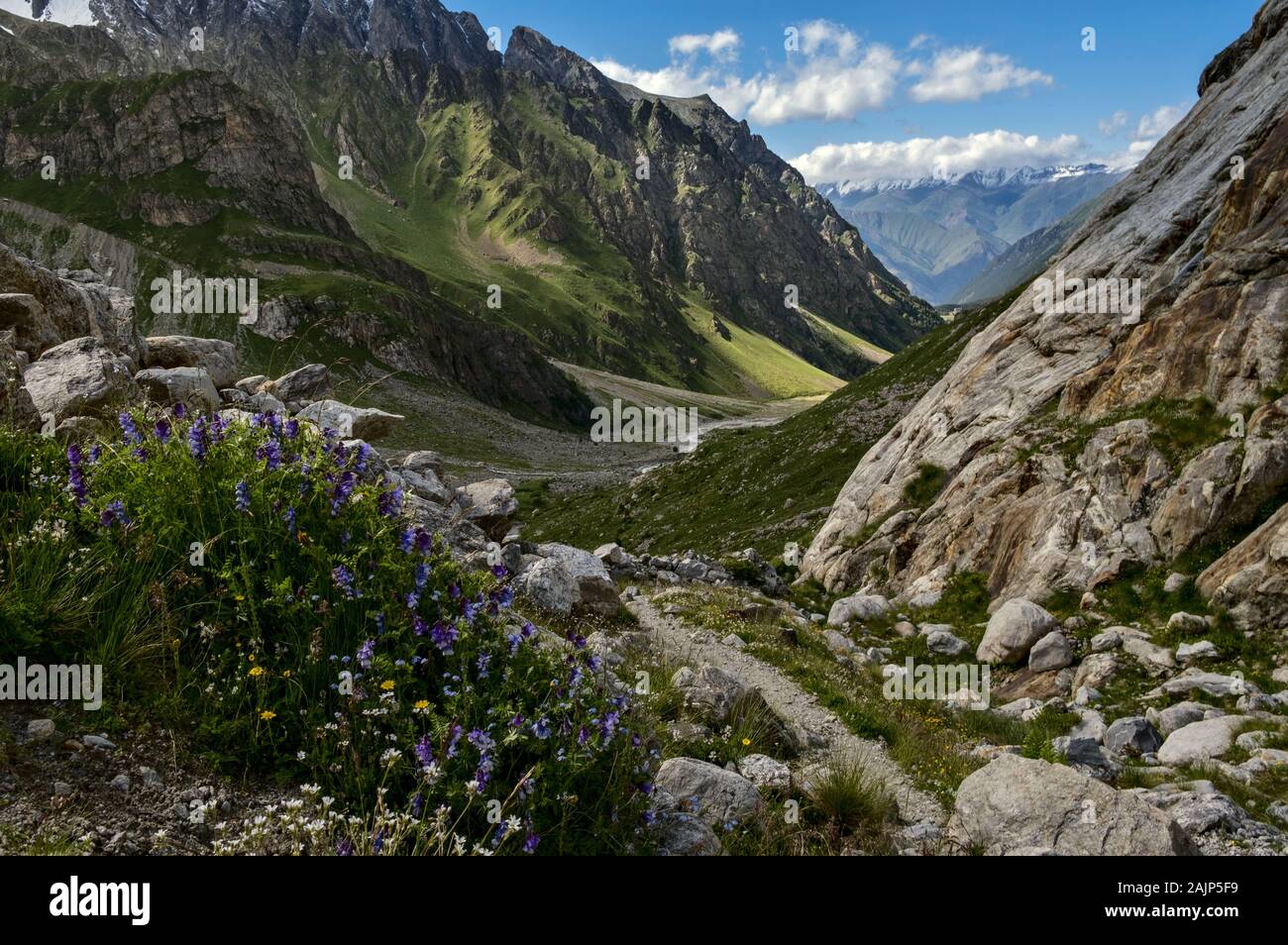 Flores en Adyrsu Gorge, Cáucaso del Norte, Rusia Foto de stock