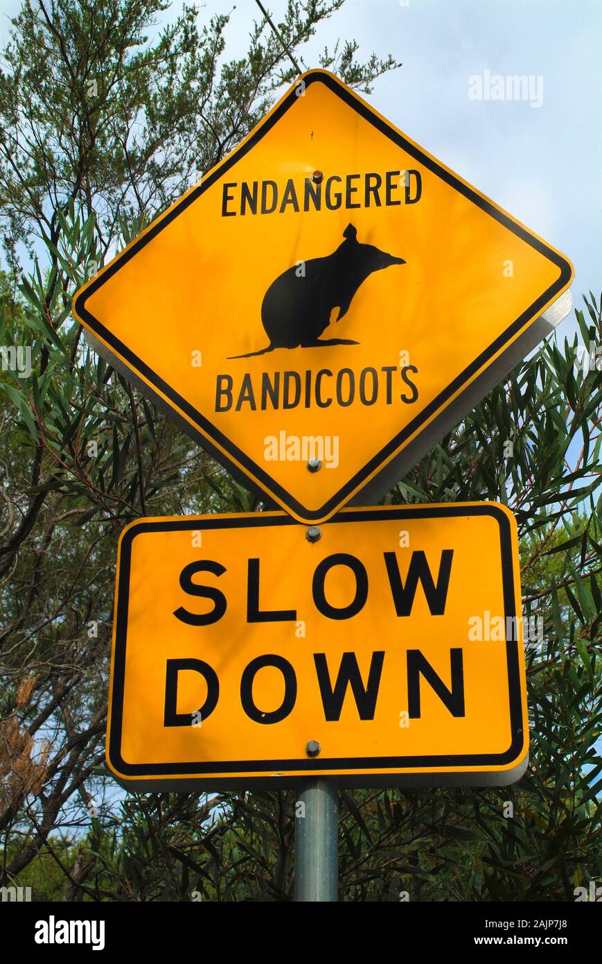 Australia, señal de advertencia a la cabeza del Norte en Manly para bandicoot animales Foto de stock