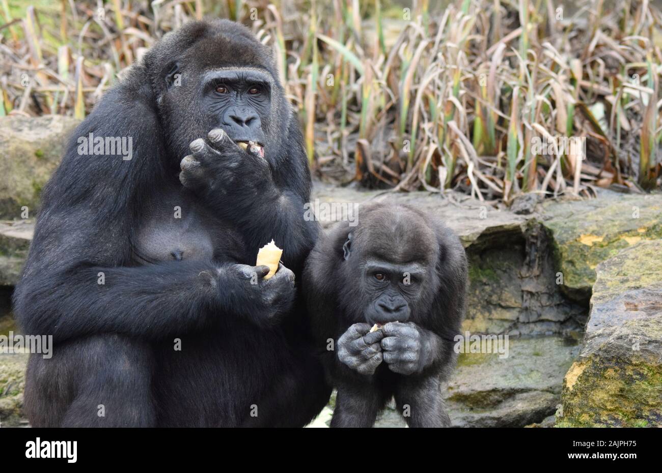 Un gorila de llanura madre comer verduras con su joven hijo menor a su lado Foto de stock