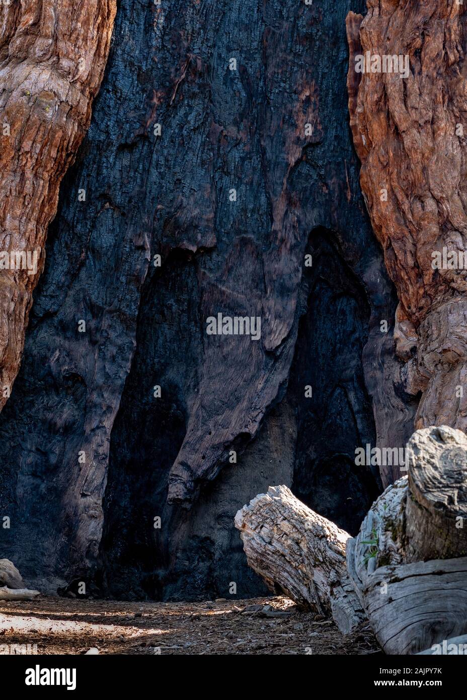 Base del tronco de un árbol gigante, Sequoia sempervirens, mostrando signos de haber sobrevivido a un incendio. Estos árboles están adaptados a los incendios regulares, que son Foto de stock