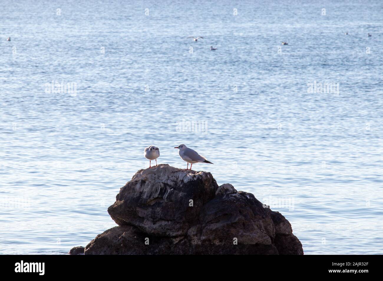 Dos gaviotas sobre una roca en el mar.brillante mar azul, grupo que representa la relación de amistad. Mirando el uno al otro como si están hablando, peleando Foto de stock