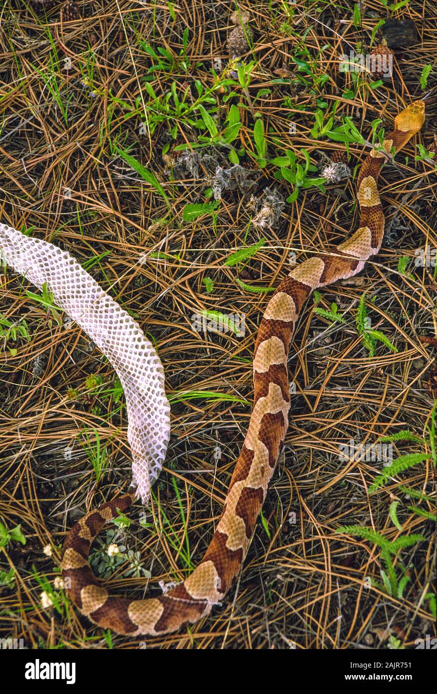 La serpiente cabeza de cobre (copperhead) derramando su piel; Agkistrodon contortrix. Foto de stock