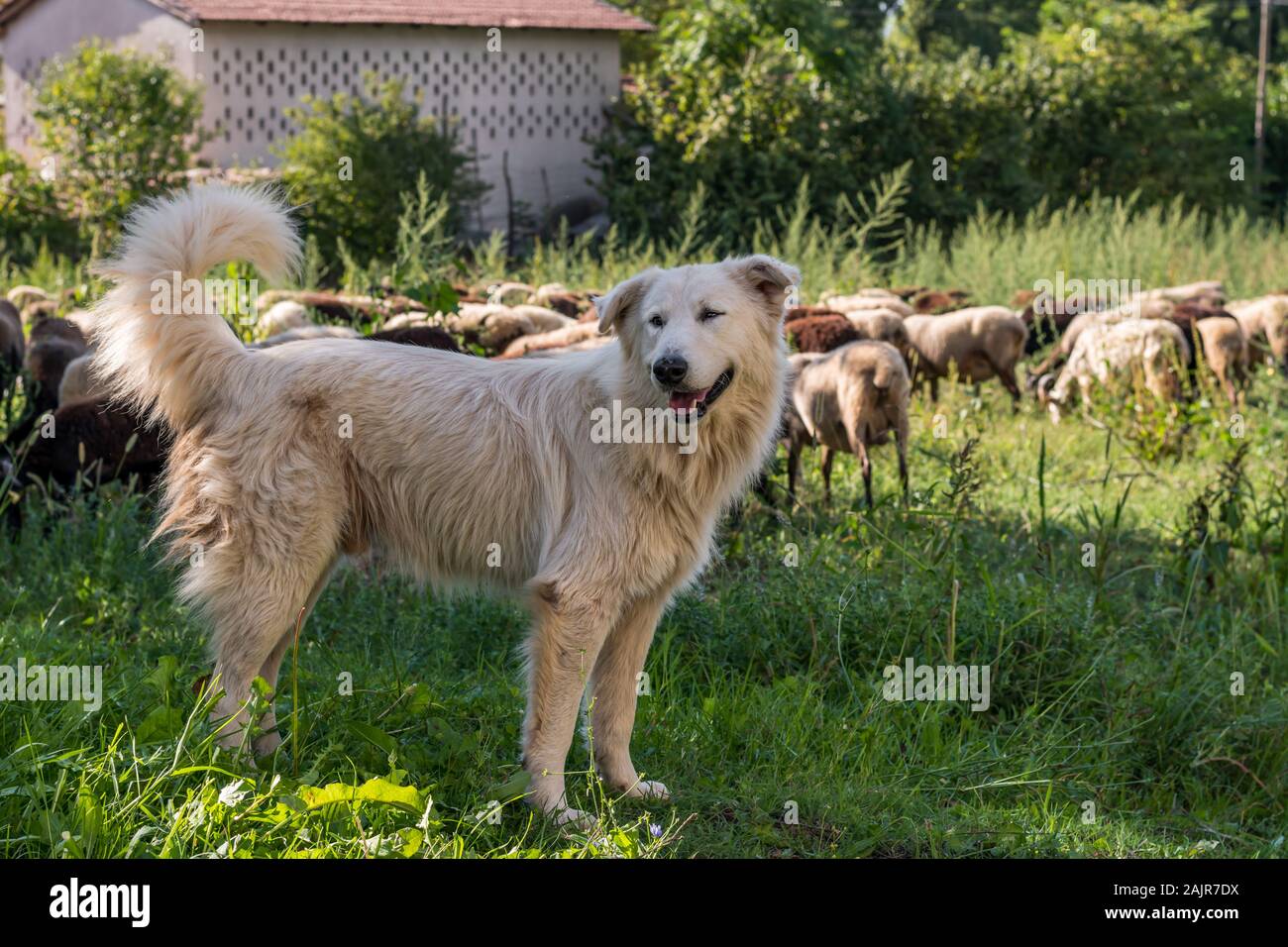 El perro pastor Maremma con rebaño de ovejas pastando en el fondo en el campo de la región italiana Lazio Foto de stock