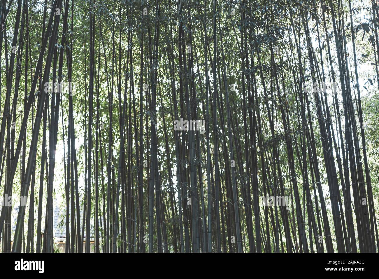 Bosque de bambú natural de fondo. Diseño de jardines japoneses, la jardinería. Spa Zen o concepto. Foto de stock