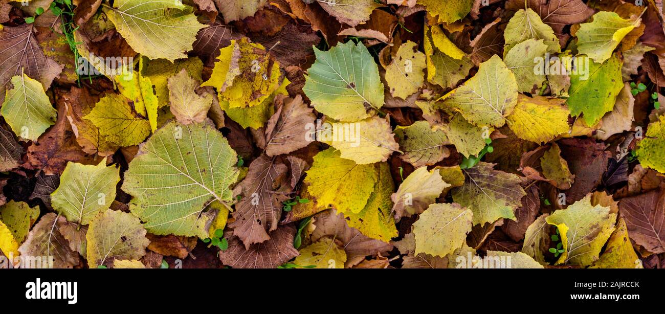 Plano amplio de coloridas hojas caídas de avellano full frame Foto de stock