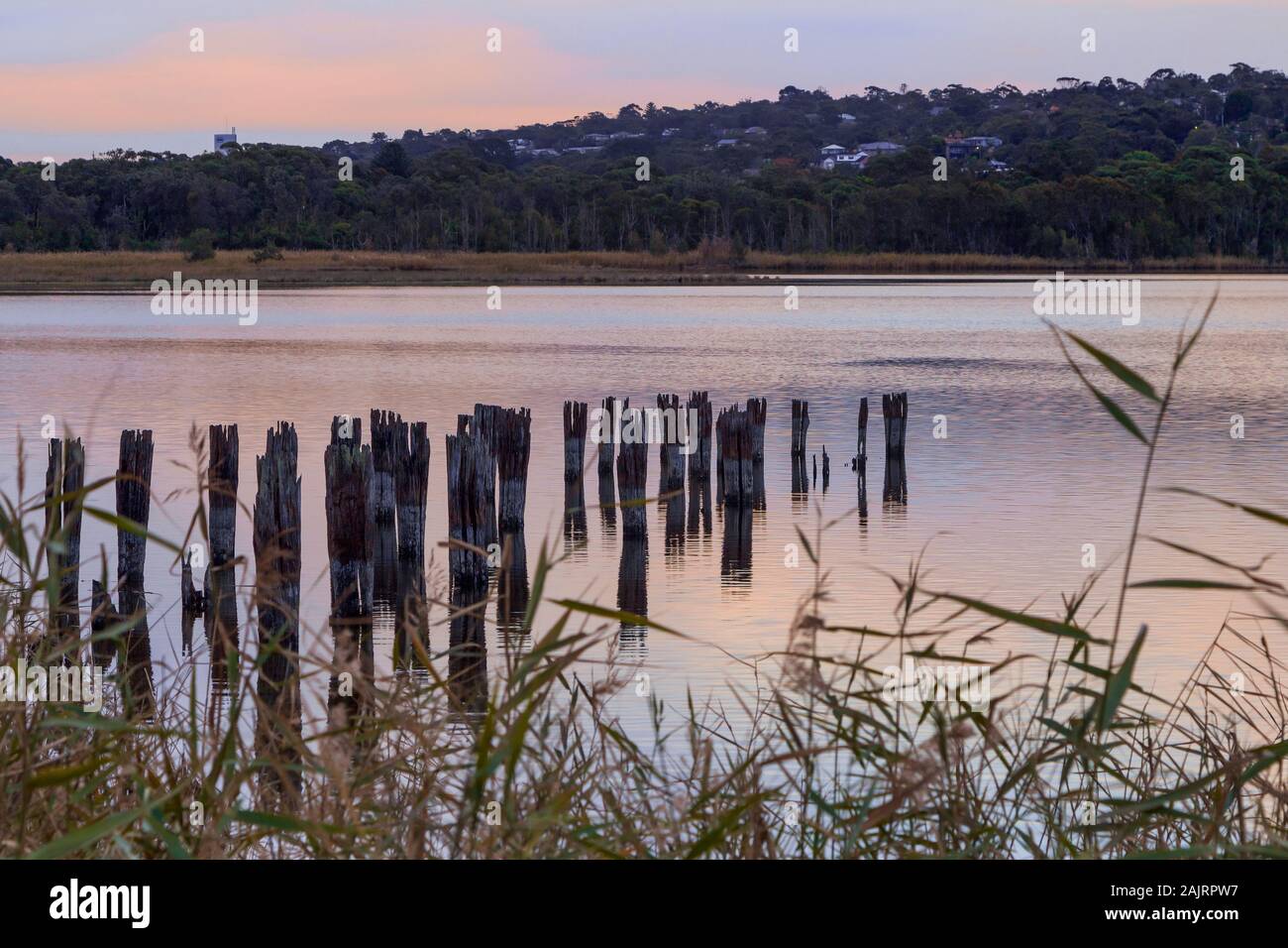 Reflexiones de pilotes de madera de un antiguo embarcadero en Dee Why Laguna durante un pinksunset Foto de stock
