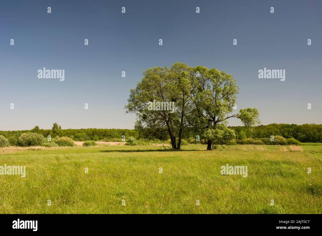 Dos árboles en la pradera y cielo azul Foto de stock