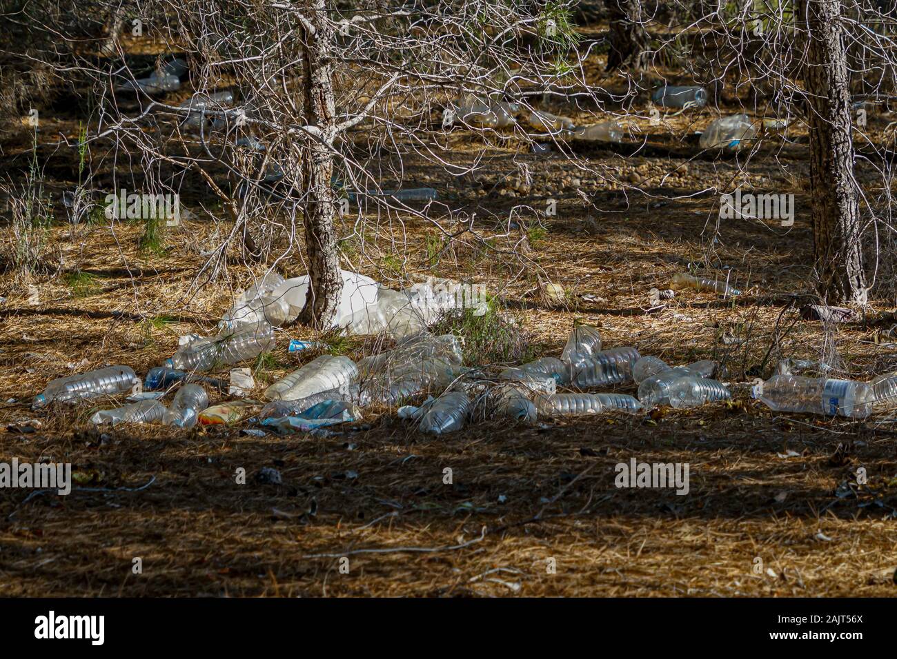 Foto denuncia. Multitud de botellas de plástico en el bosque de pinos de Coto Cuadros. Murcia, España Foto de stock