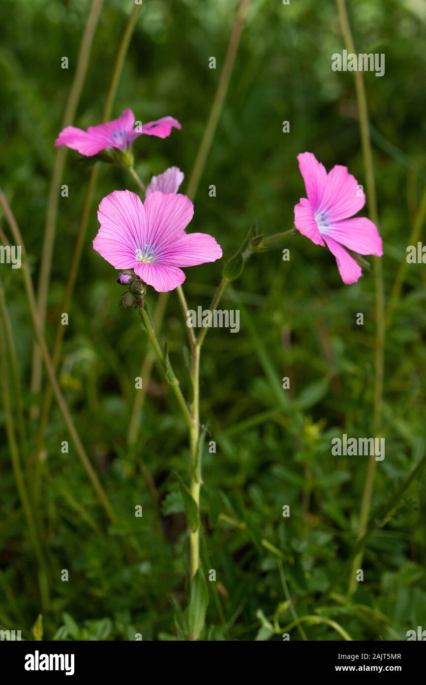 Linum viscosum flores en un prado alpino Foto de stock