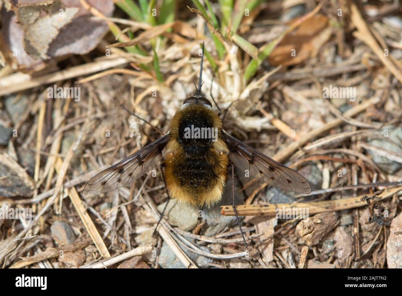 Bombylius pardalotus, una especie de abeja-fly Foto de stock