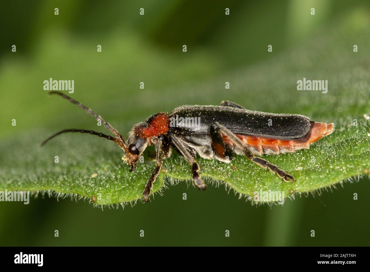 Cantharis rustica - un escarabajo soldado Foto de stock
