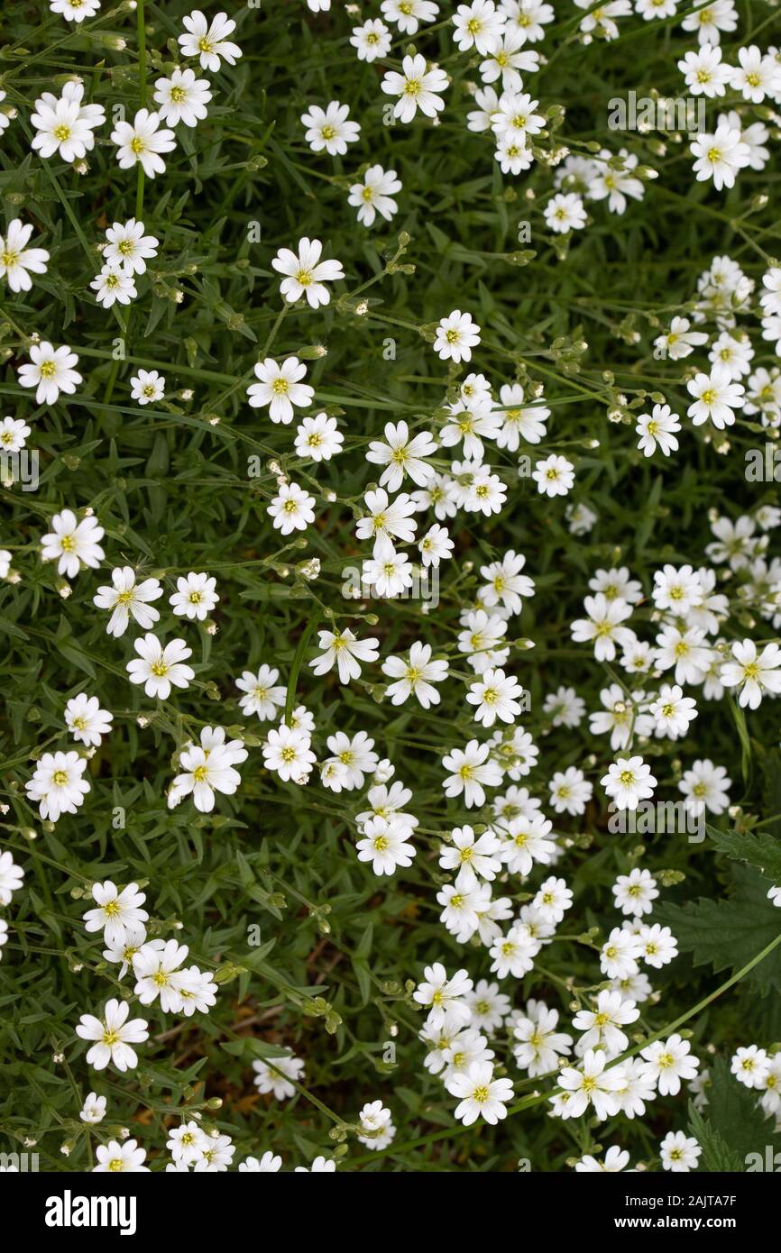 Gran grupo de flores De Stitchwort (Stellaria holostea) Foto de stock