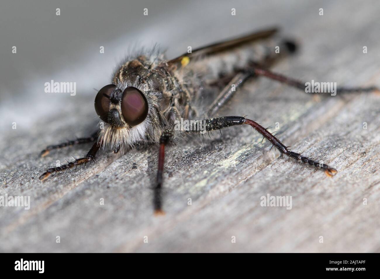 Robberfly sp. (Asilidae) descansando en el pasamanos de un puente de madera Foto de stock