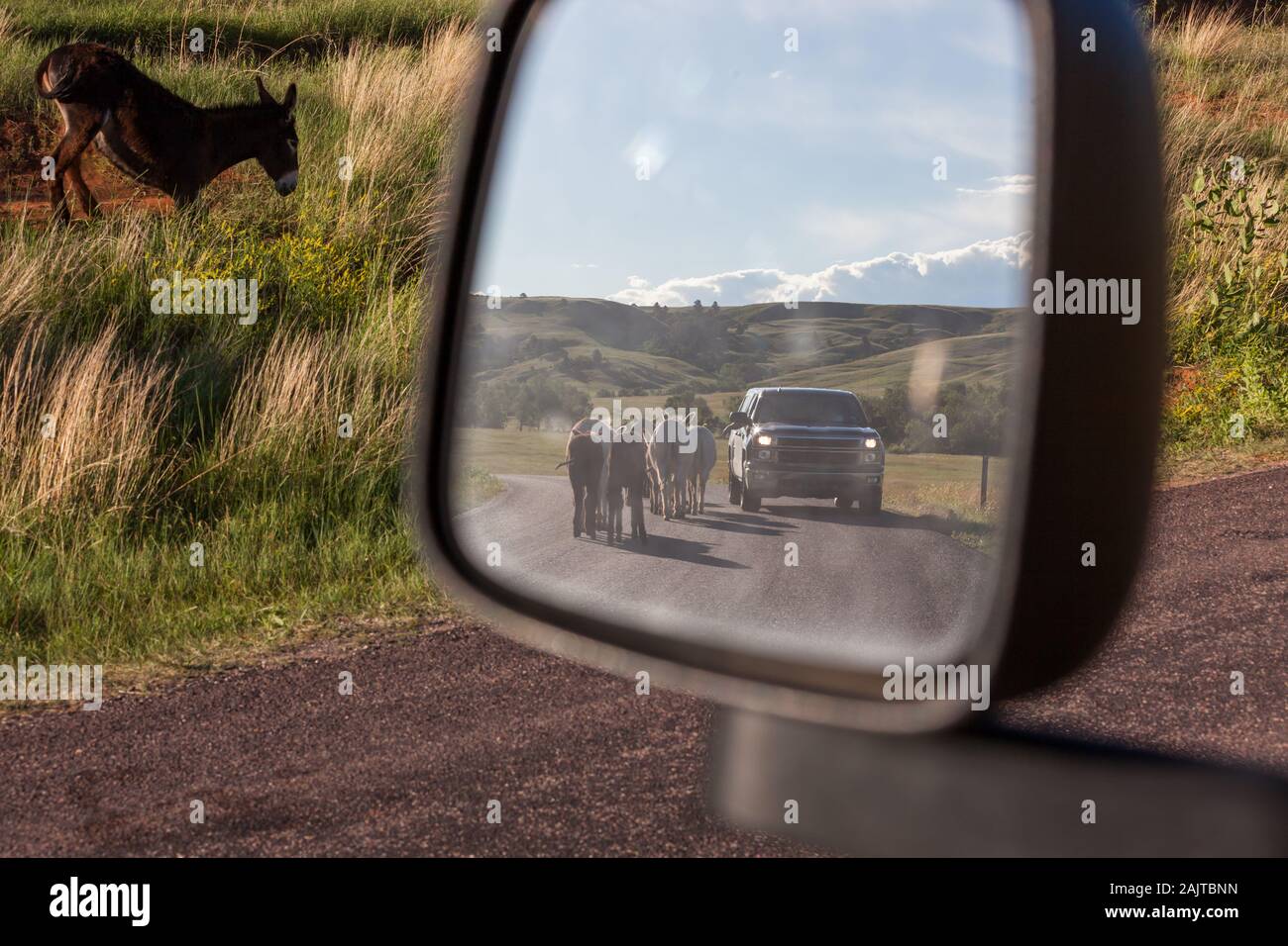 Mirando en un espejo lateral de un vehículo ver a una familia de burros  caminando por la carretera junto a un vehículo mientras un burro marrón  sobre un terraplén obtiene Fotografía de