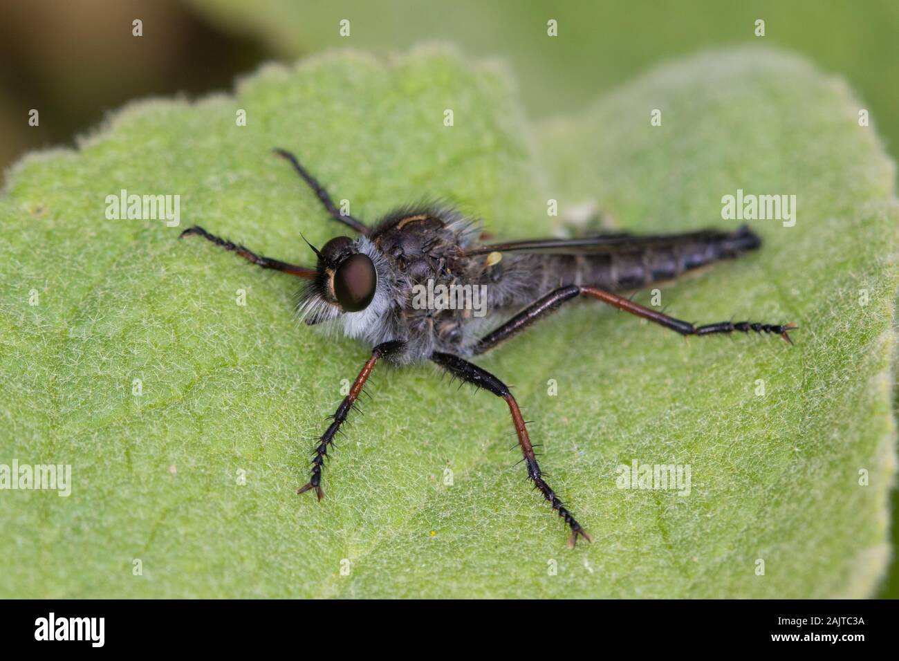 Robberfly sp. (Asilidae) descansando sobre una hoja Foto de stock