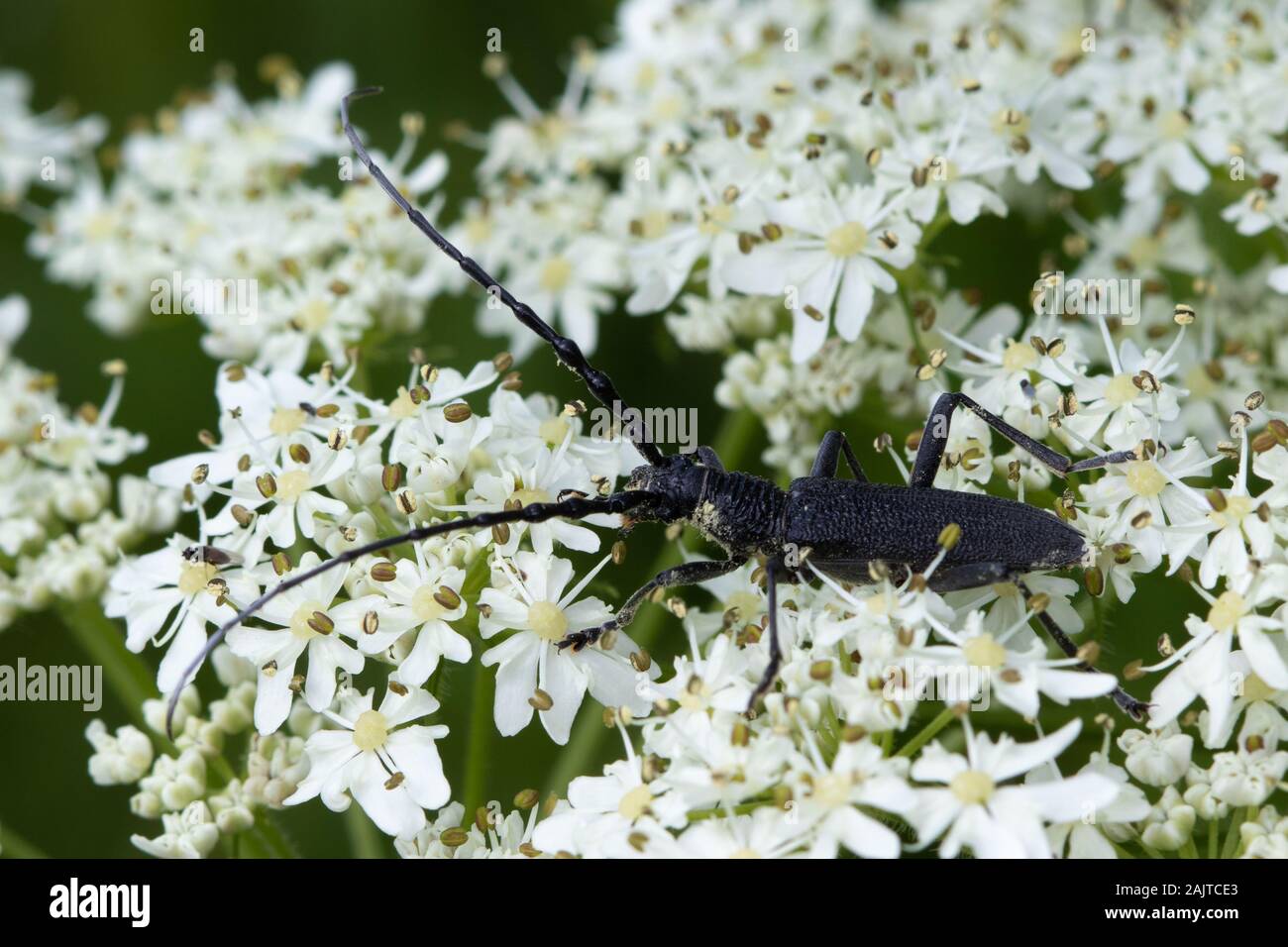 Cerambyx scopolli (Capricornio Beetle) en flores de umbellifer Foto de stock