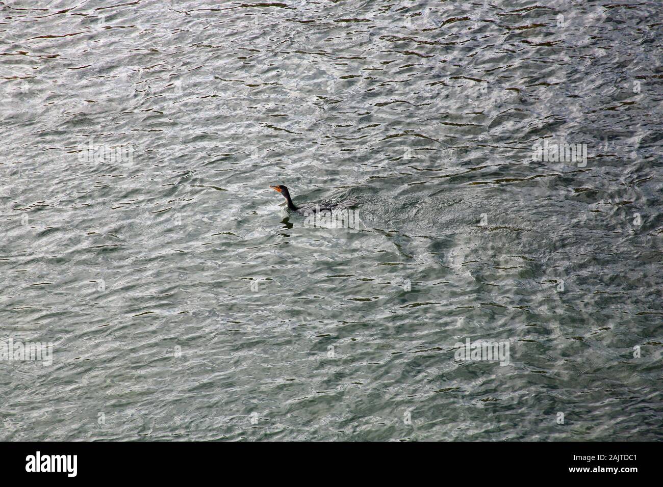 Cormoranes nadando en el río Bow llena con ondulaciones fotografiado desde arriba Foto de stock