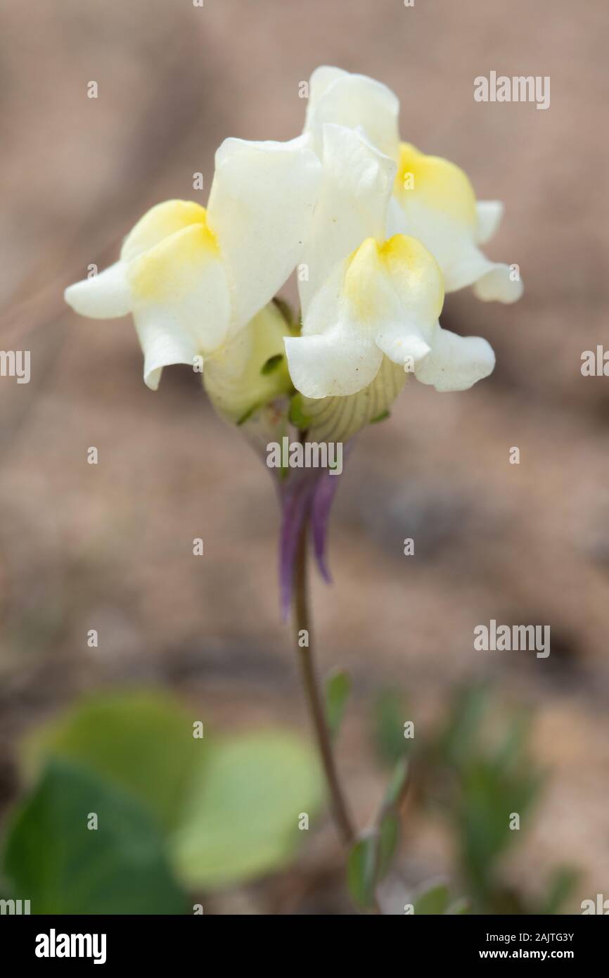 Prostrate Toadflax (Linaria supina ssp maritima) flores Foto de stock
