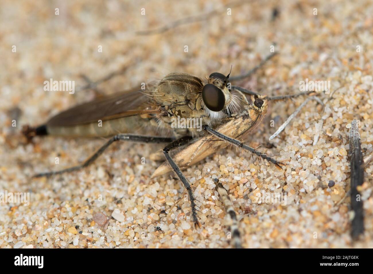 Robberfly sp. (Asilidae) alimentándose de una polilla en una duna de arena costera en el norte de España Foto de stock