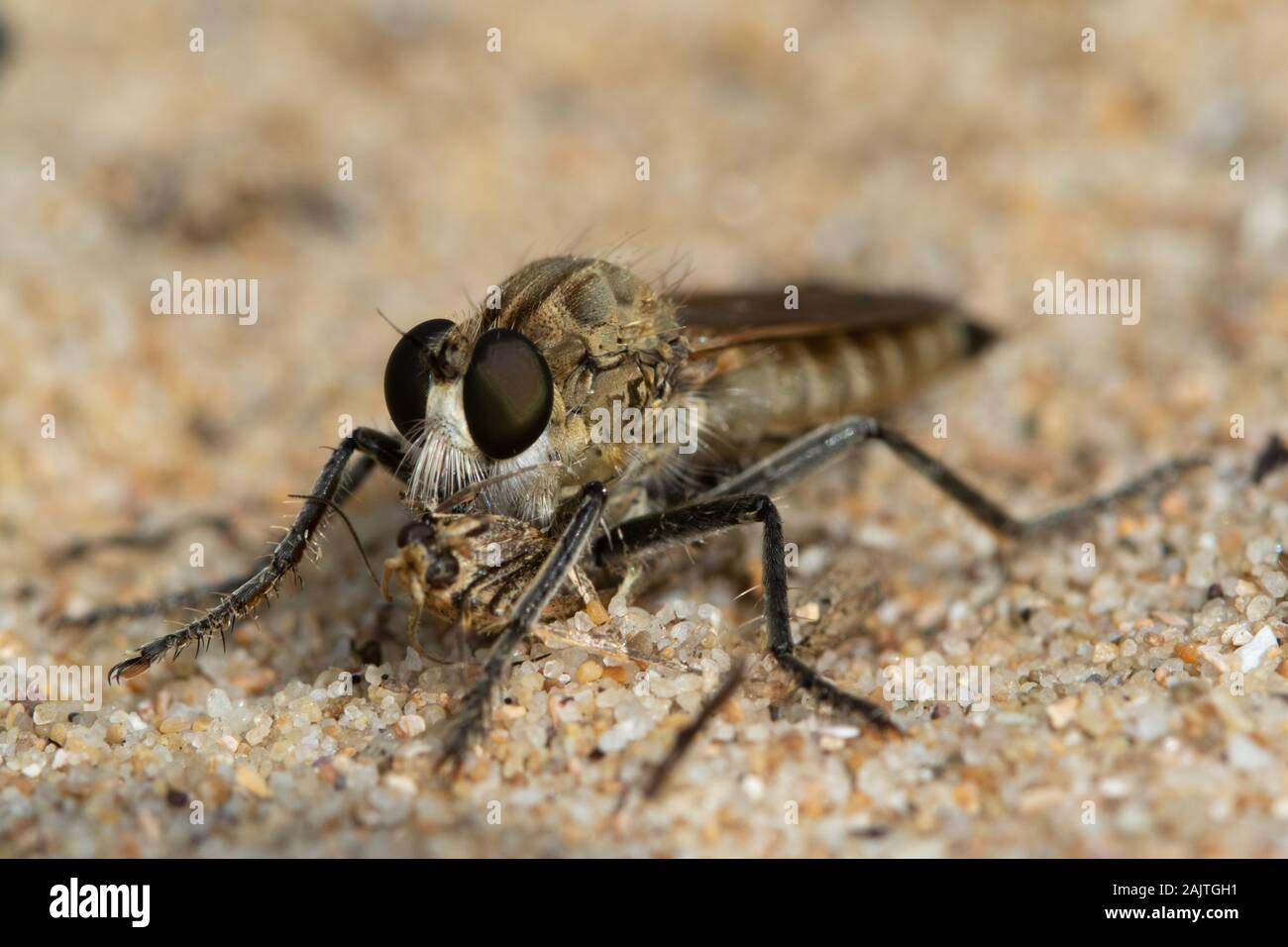 Robberfly sp. (Asilidae) alimentándose de una polilla en una duna de arena costera en el norte de España Foto de stock