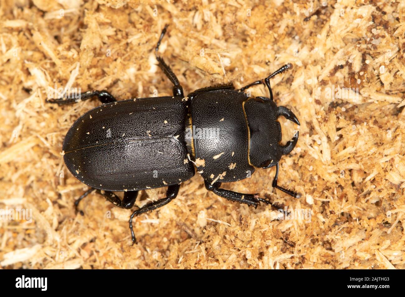 Menor Stag Beetle (Dorcus parallelipipedus) Foto de stock
