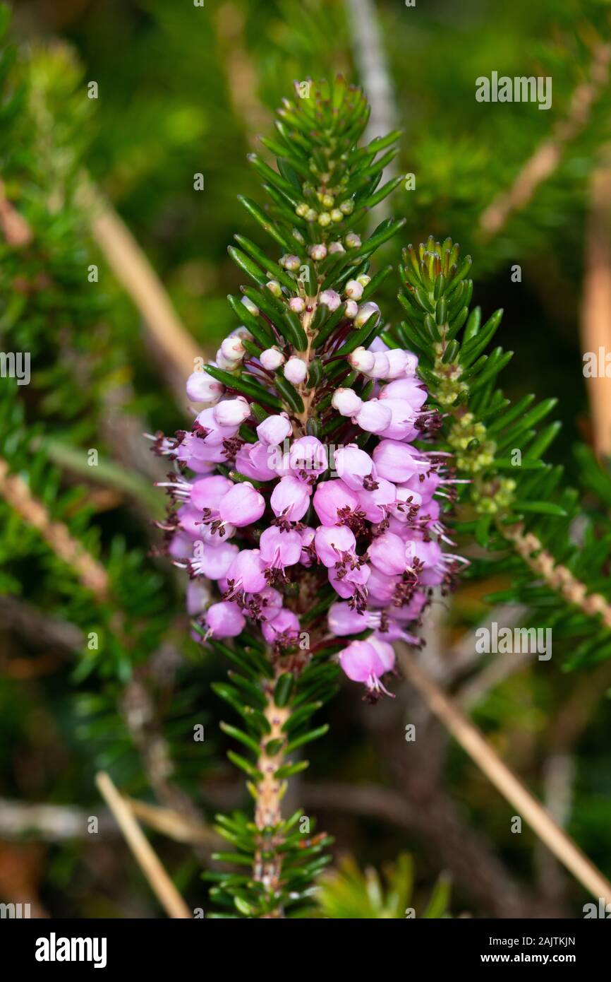 Mediterráneo brezo (Erica multiflora) flores Foto de stock