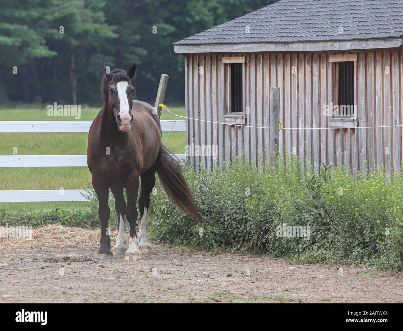 Hermoso caballo Percheron en paddock Foto de stock