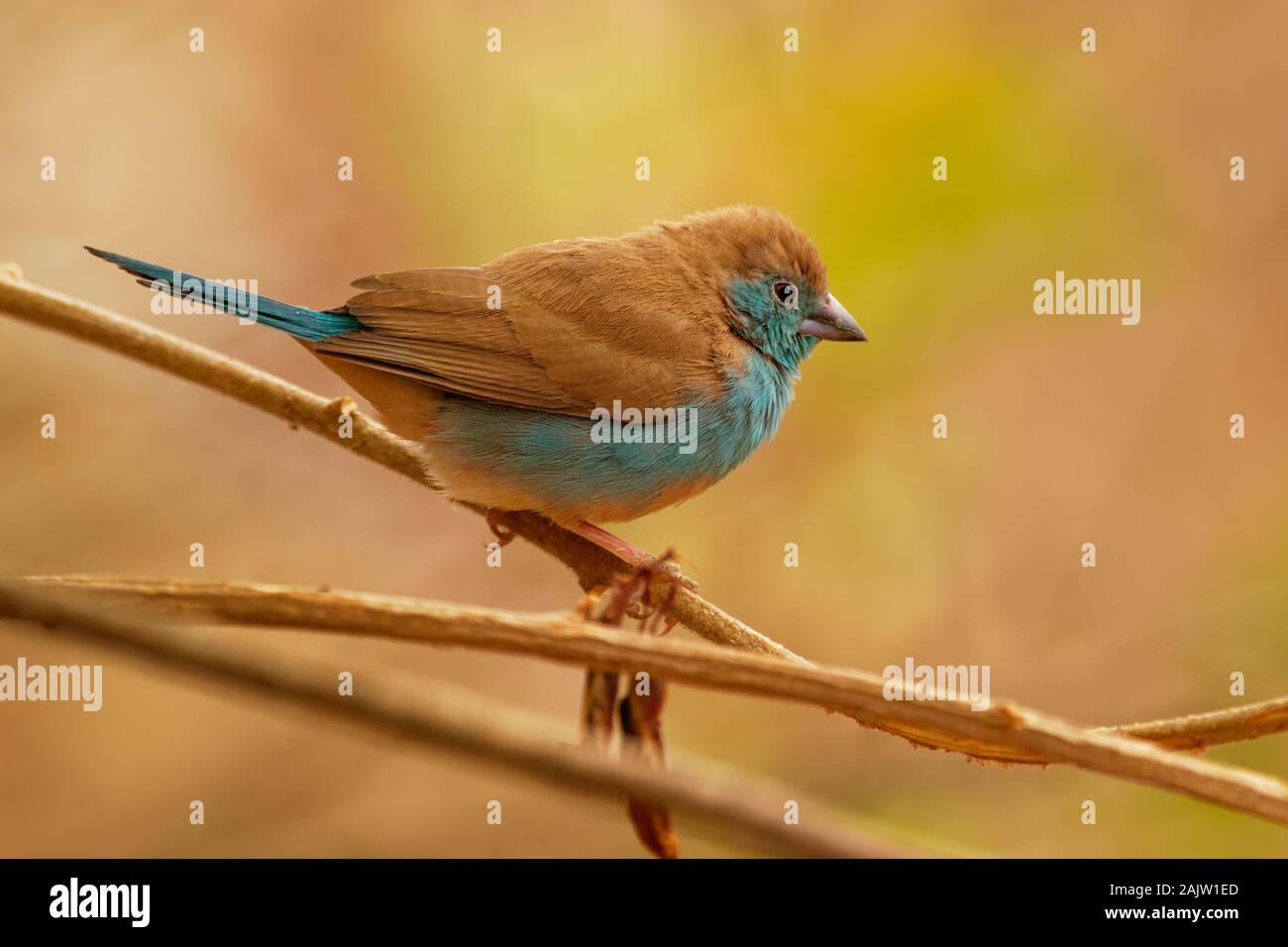 Cordonbleu Waxbill azul o meridional - Uraeginthus angolensis también conocido como azul-breasted, azul-cheeked waxbill o Angola cordon-bleu, especie de est Foto de stock