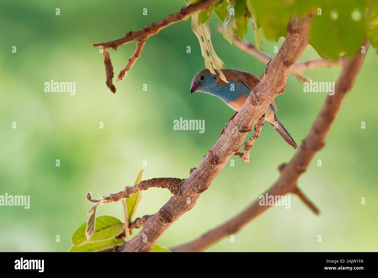 Cordonbleu Waxbill azul o meridional - Uraeginthus angolensis también conocido como azul-breasted, azul-cheeked waxbill o Angola cordon-bleu, especie de est Foto de stock