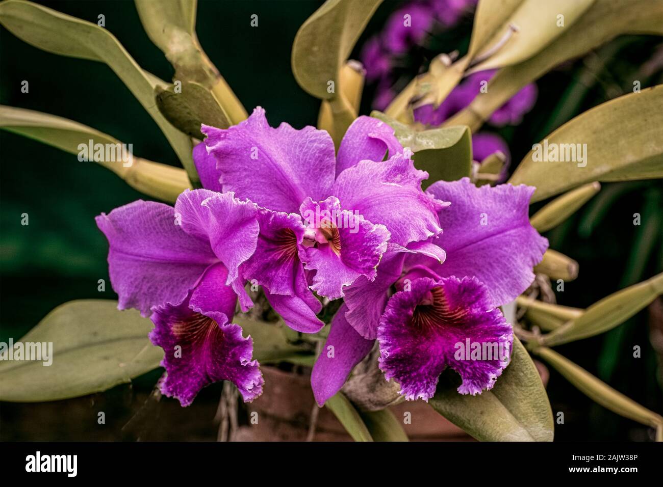 Flower-Orchid-Cataleya-La tuilierie-Awinter.jardín,cultivadas,flor,Kolkata ,exposición,India. Foto de stock