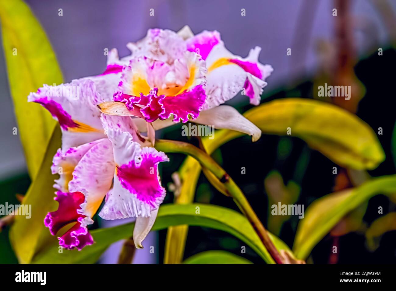Jardín cultivado,flor,Cataleya orquídeas híbridas,,W.B.Conjunto,flor,exposición,Kolkata, India Foto de stock