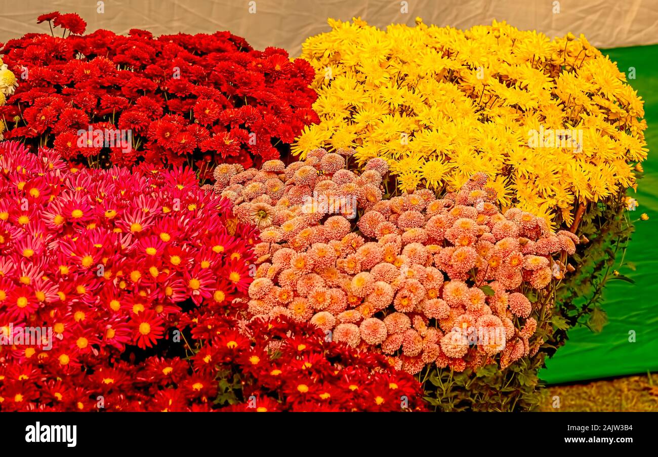 Jardín,flor,estacional,Crisantemo,Hybrid,amarillo,Lady Broket(Apricot)color,María Stoker(soft-amarillo) Asamblea Anual,,flor,show.Kolkata, India. Foto de stock