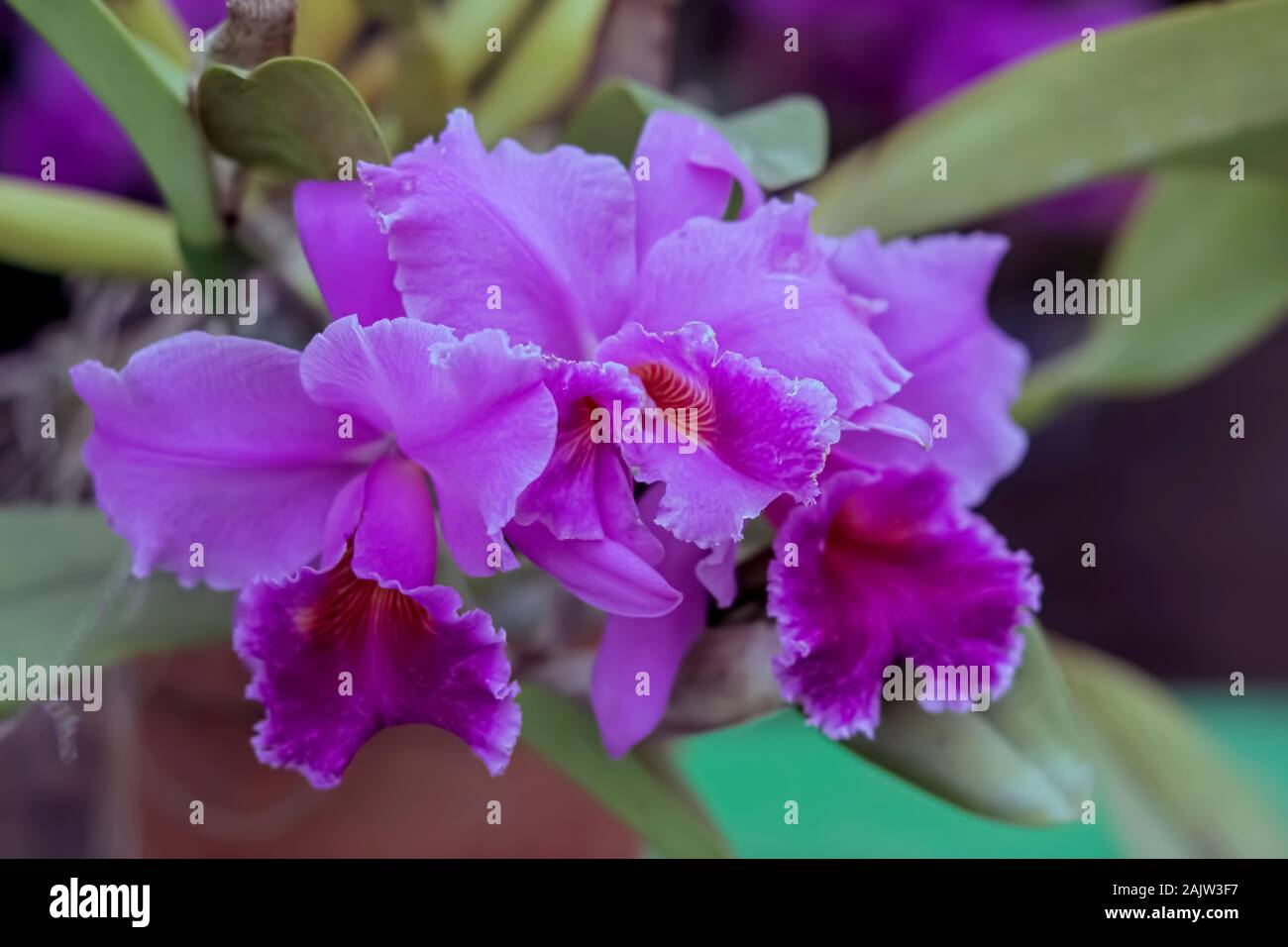 Jardín, flor.Orchid,Specie,Cattleyea,La,Tuieliere,,Anual Exposición de Flores,Assemly,Kolkata, India. Foto de stock
