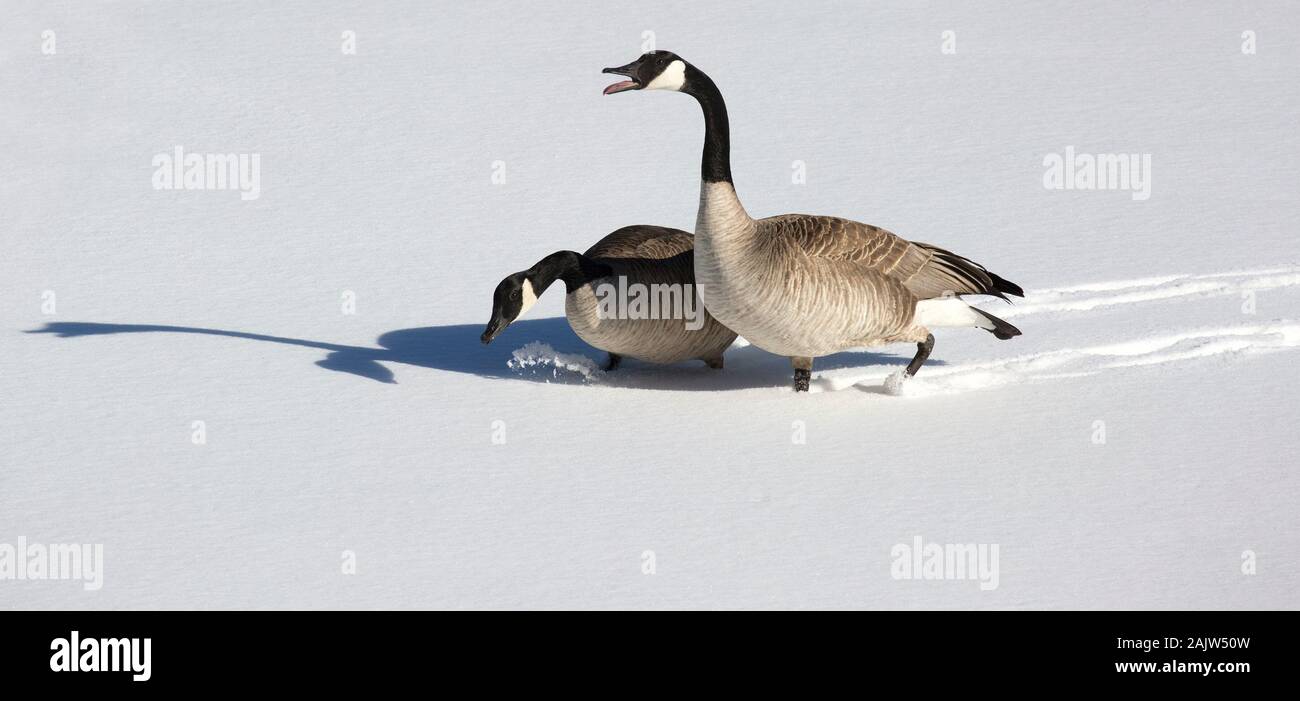 Gansos de Canadá (Branta canadensis) pareja caminando a través de lago helado cubierto de nieve en invierno Foto de stock