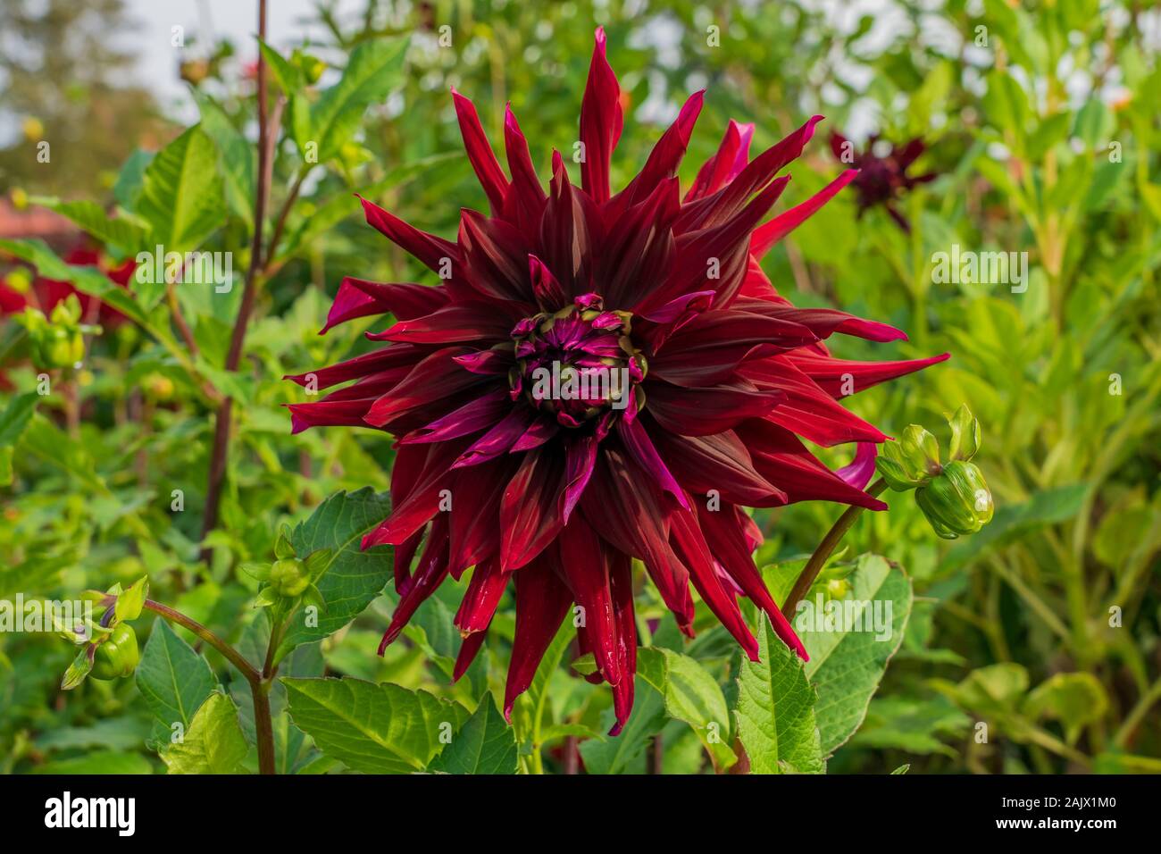 Dalia flor gigante fotografías e imágenes de alta resolución - Alamy