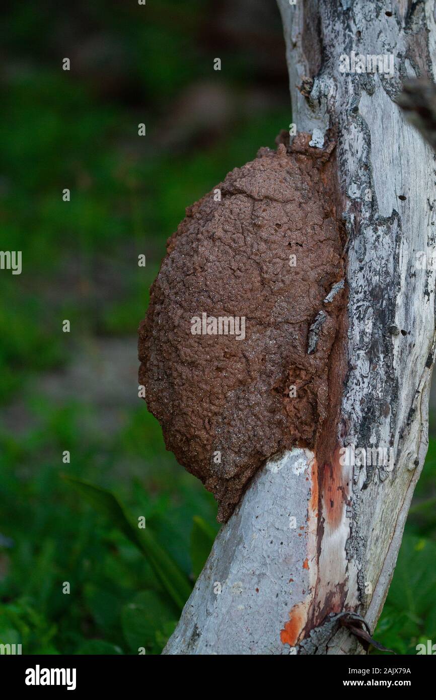 Nido de termitas en el tronco del árbol. Foto de stock