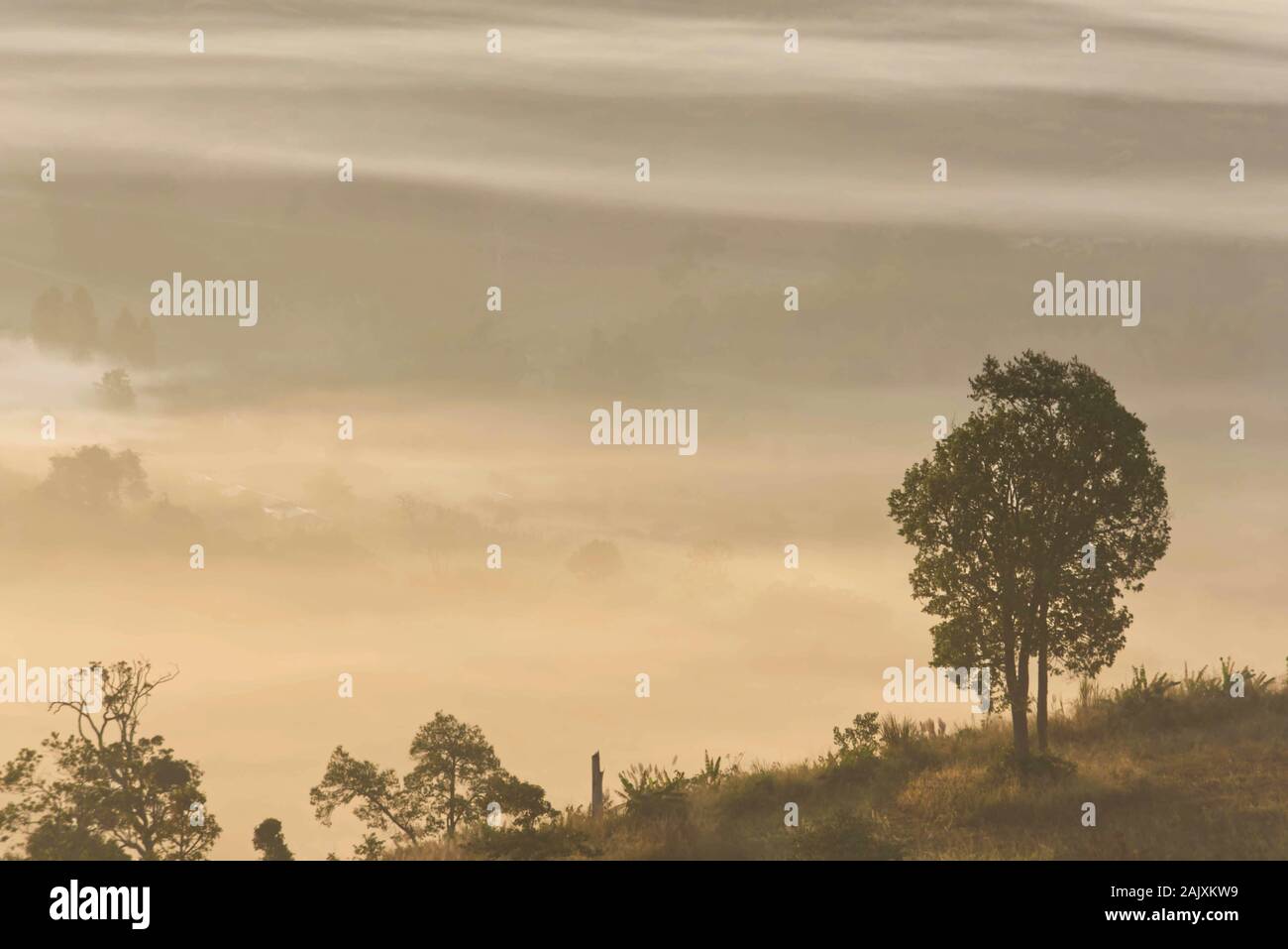 Niebla de la mañana cubierto por árboles de Khao Takhian Phetchabun Ong en Tailandia. Foto de stock
