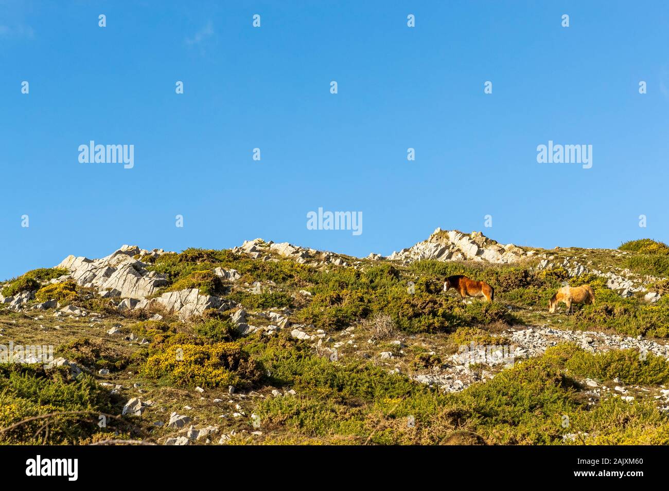 Conservación de pastoreo. Caballos mantenga presionada por el pastoreo scrub la reserva natural en Overton acantilado. Port Eynon, la Península de Gower, Wales Foto de stock