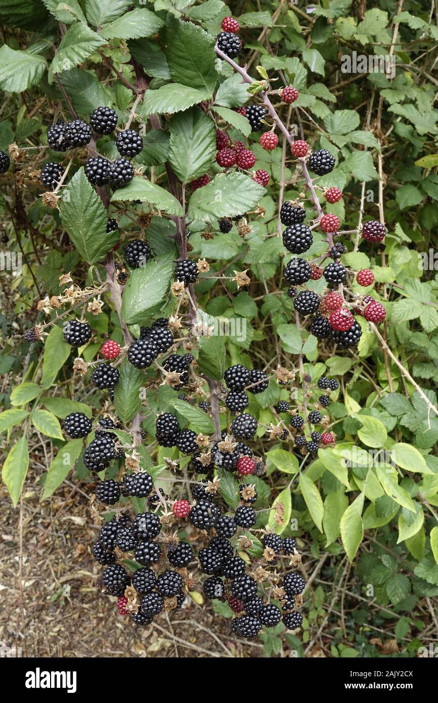Bramble o Blackberry frutos negros, están listos para comer. Foto de stock