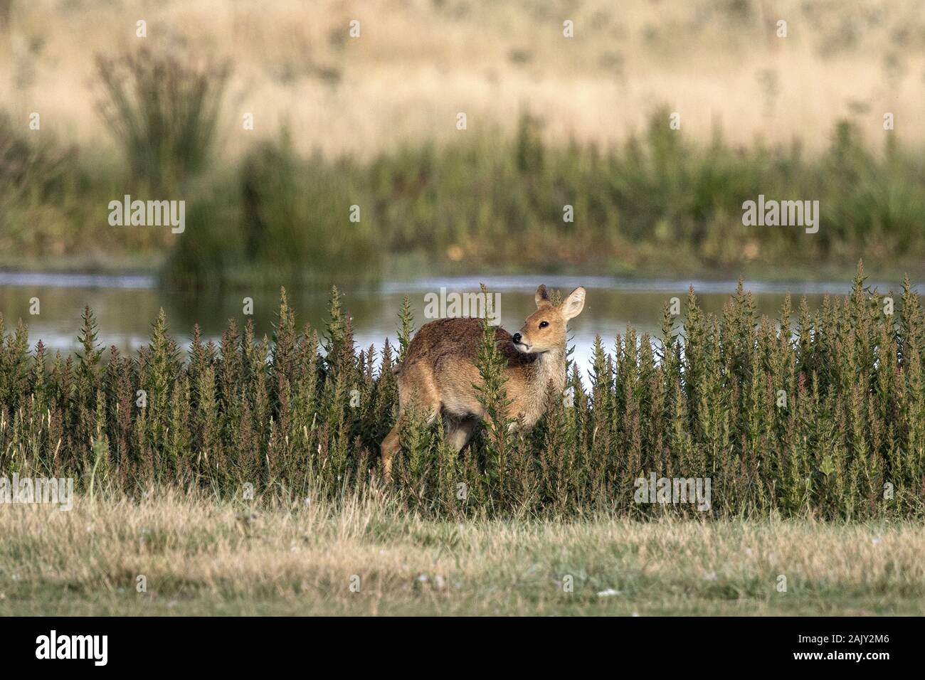 Chinese Water Deer, en Deepdale marsh en Norfolk. Foto de stock