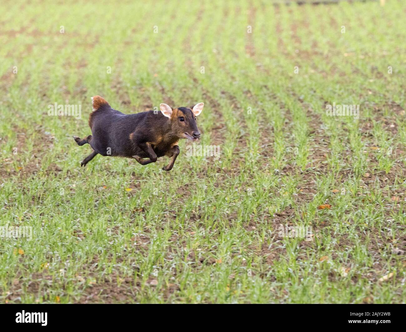Hembra de ciervo muntjac corriendo sobre el campo Foto de stock