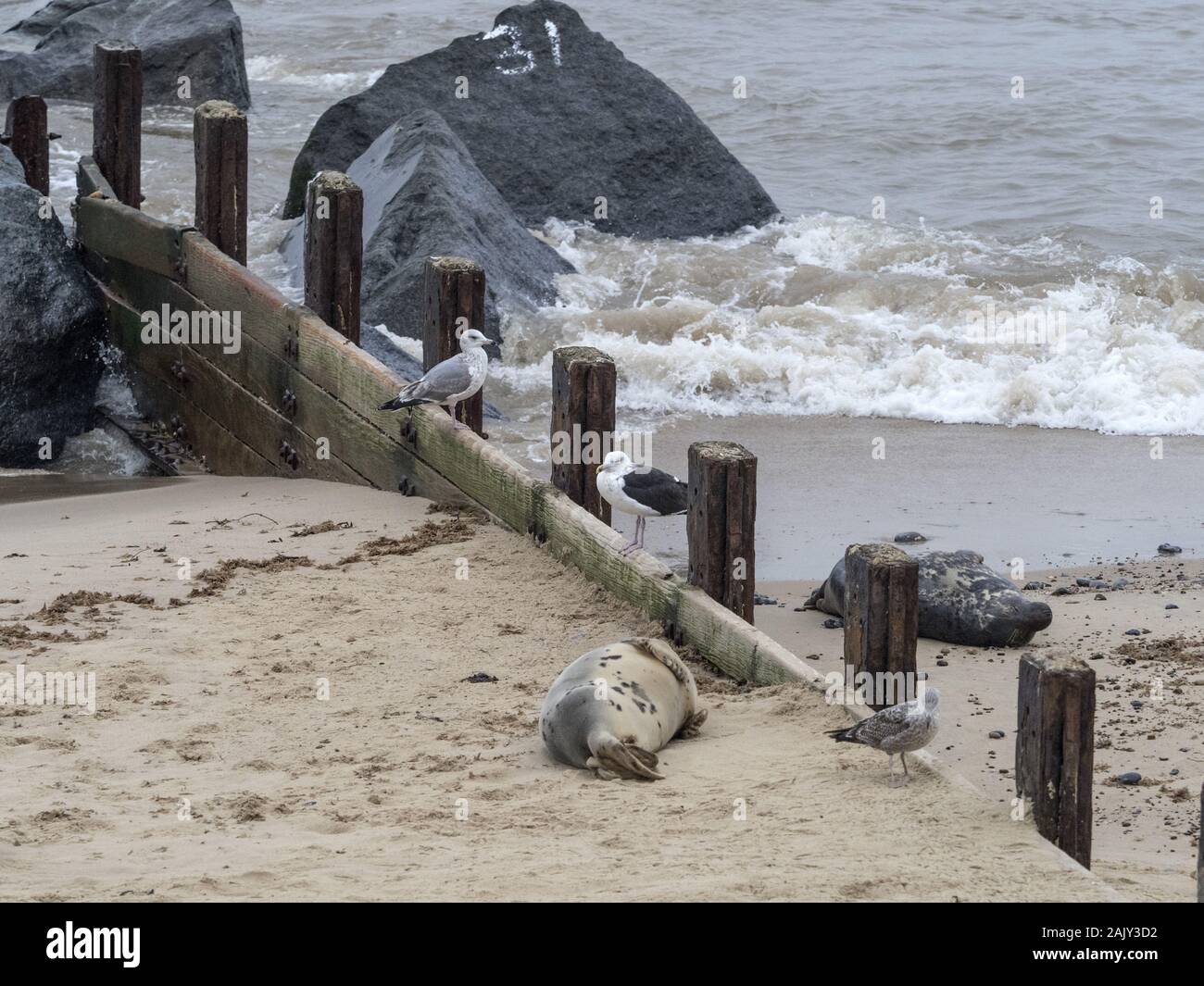 Junta gris pup por el espigón con LR. Volver respaldado gaviotas en Horsey Beach Norfolk Foto de stock