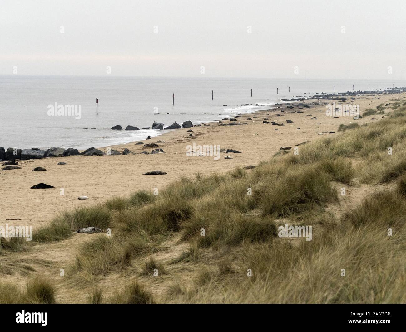 Las focas grises por piedra espigón en Horsey Beach Norfolk Foto de stock